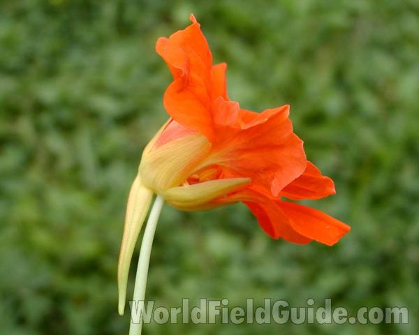 Flower - Side View<br>(Location of Picture: Garden, Okanogan, Washington, USA)