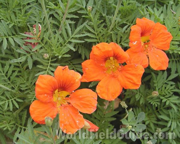 Flowers and Leaves<br>(Location of Picture: Okanogan, Washington, USA)