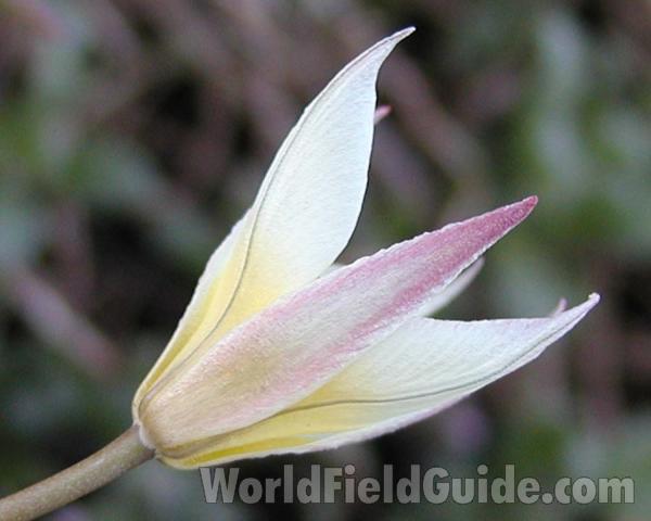 Flower - Side View<br>(Location of Picture: Manito Garden, Washington, USA)
