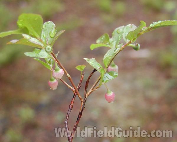 Top Of Plant<br>(Location of Picture: Cascade Mountains, Washington, USA)