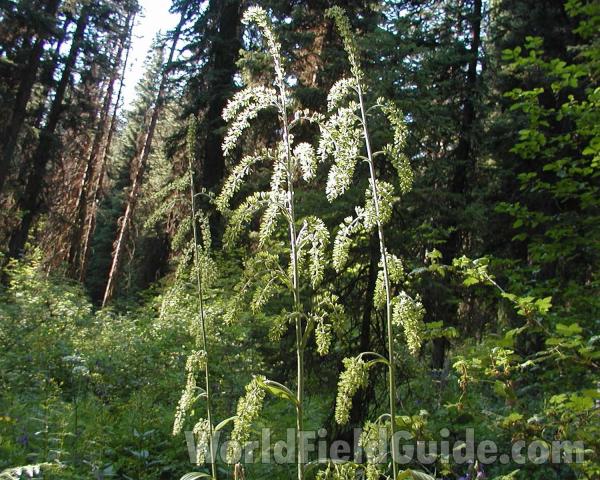 Habitat<br>(Location of Picture: Cascade Mountains, Washington, USA)