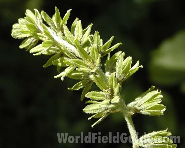Flowers<br>(Location of Picture: Cascade Mountains, Washington, USA)