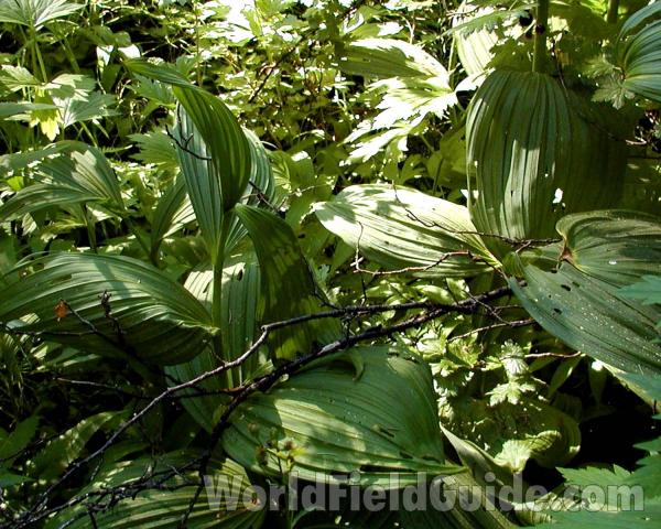 Leaves<br>(Location of Picture: Cascade Mountains, Washington, USA)