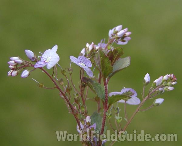 Top Of Plant<br>(Location of Picture: Garden, Okanogan, Washington, USA)
