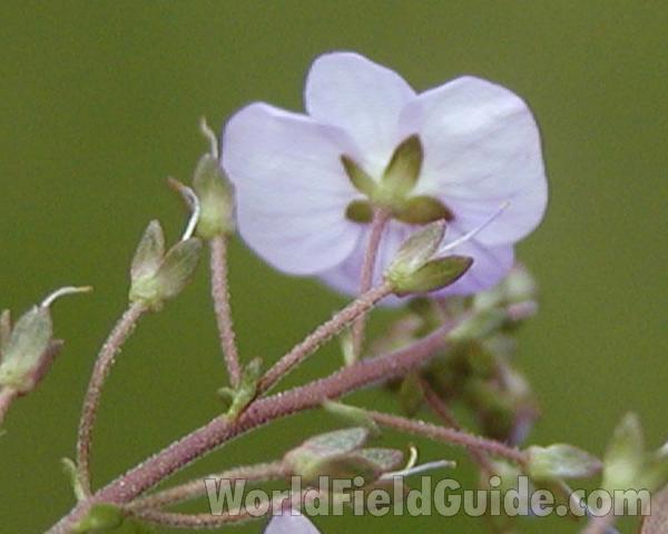 Stem<br>(Location of Picture: Garden, Okanogan, Washington, USA)