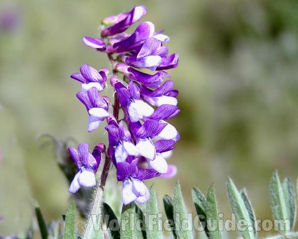 Flower Raceme<br>(Location of Picture: Cascade Mountains, Washington, USA)
