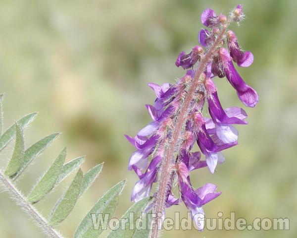 Flower Raceme<br>(Location of Picture: Cascade Mountains, Washington, USA)