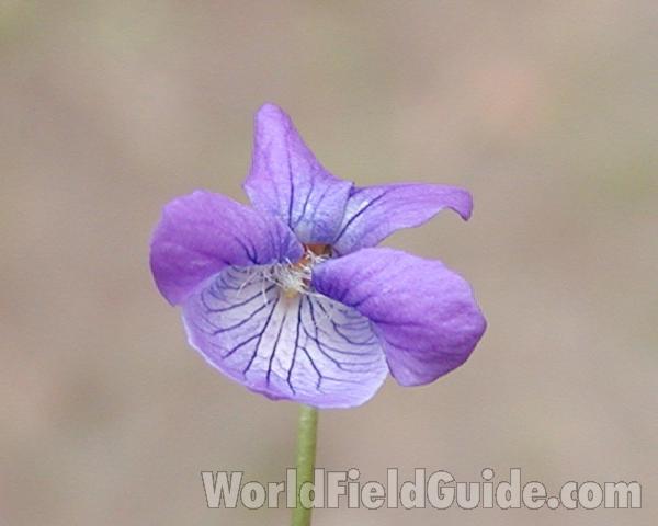 Flower - Front View<br>(Location of Picture: Cascade Mountains, Washington, USA)