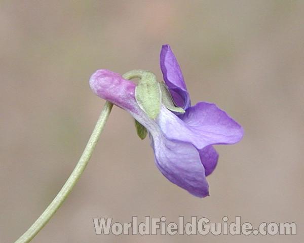 Flower - Side View<br>(Location of Picture: Cascade Mountains, Washington, USA)