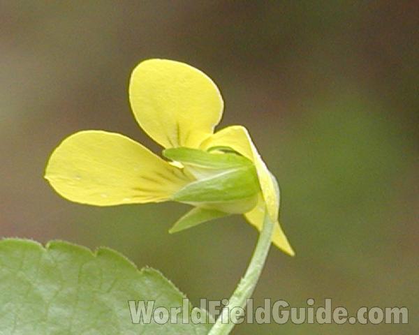 Flower - Back View<br>(Location of Picture: Okanogan, Washington, USA)