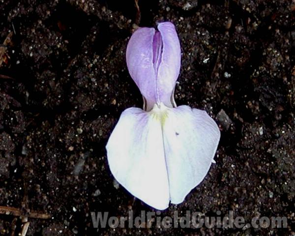 Flower<br>(Location of Picture: Manito Garden, Washington, USA)
