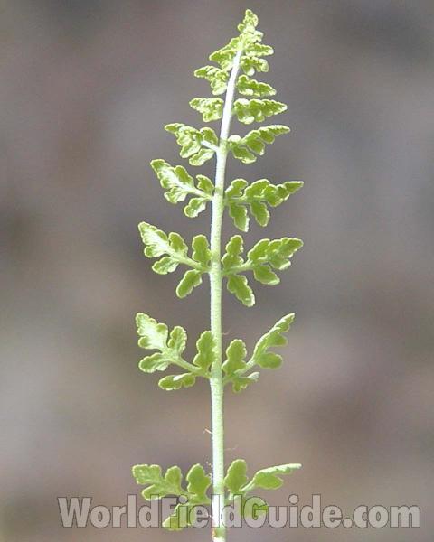 Frond<br>(Location of Picture: Neville, Washington, USA)