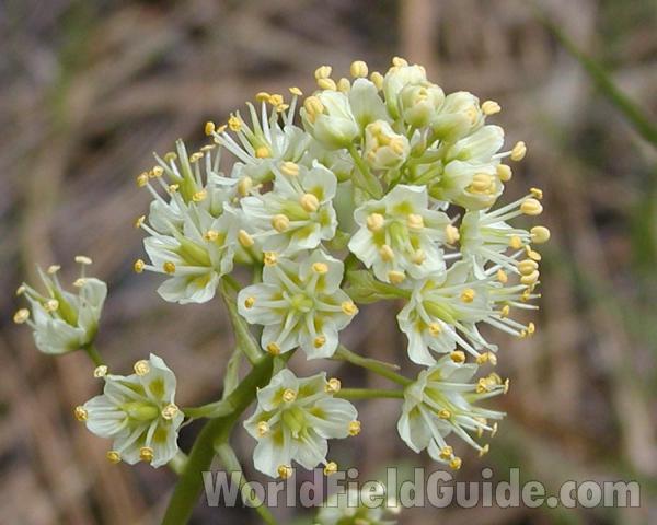 Flowers<br>(Location of Picture: Okanogan, Washington, USA)