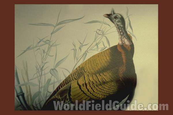 Male<br>(Origin of the Specimen: Painting - Audubon)