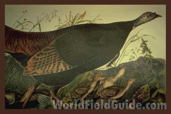 Female<br>(Origin of the Specimen: Painting - Audubon)