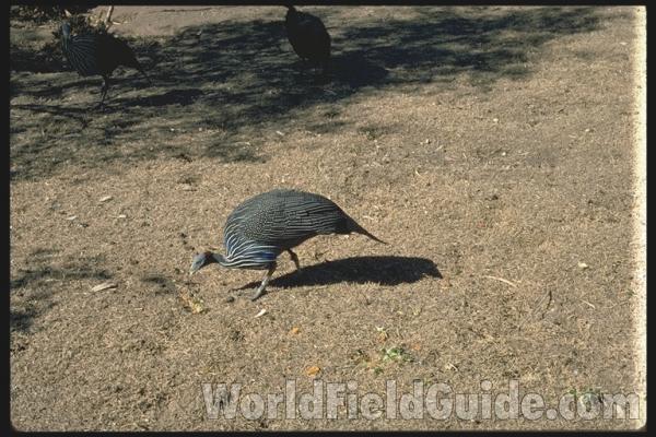 Color Image - Pair in Open Lands<br>(Origin of the Specimen: East African Bird Book)