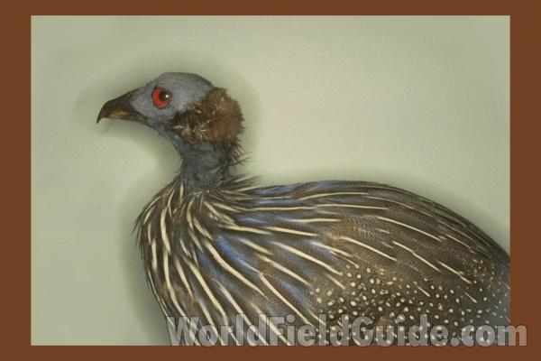Color Image - Pair in Open Lands<br>(Origin of the Specimen: East African Bird Book)