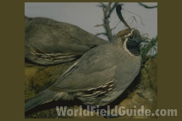 Mueseum Specimen<br>(Location of Picture: Field Museum of Chicago)