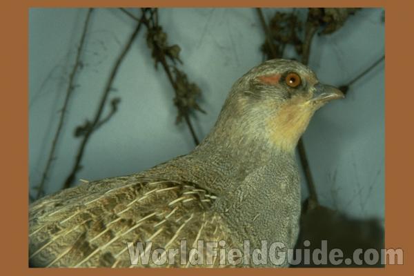 Winter View - Mounted<br>(Location of Picture: Cabelas, Texas, USA, 2009)