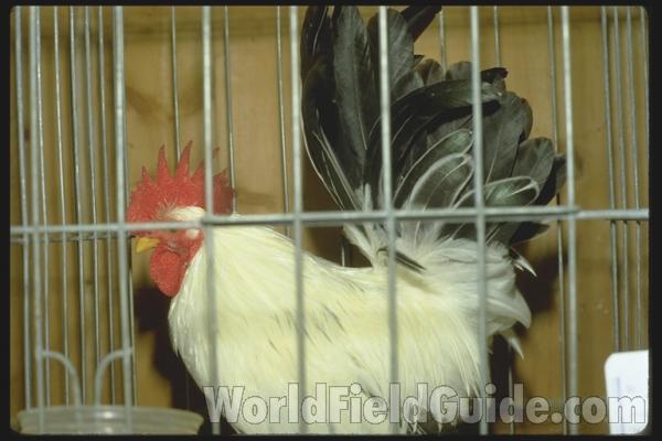 Black Tail