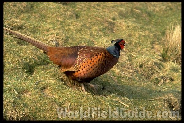 Male<br>(Location of Picture: Washington, USA)