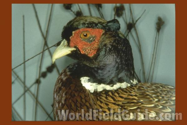 Mounted With Background - Male