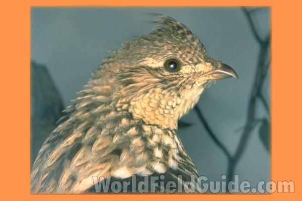 Museum Specimen<br>(Location of Picture: Field Museum of Chicago)