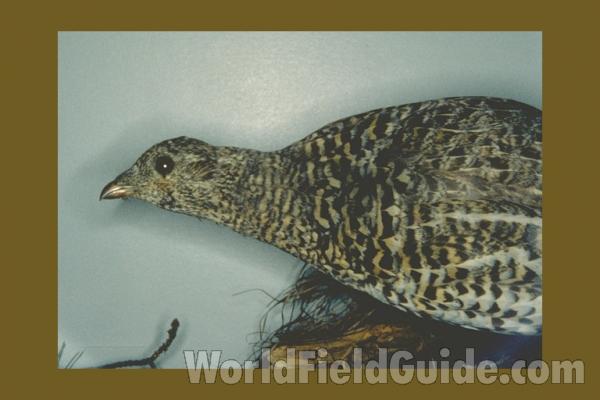 Museum Specimen<br>(Location of Picture: Field Museum of Chicago)