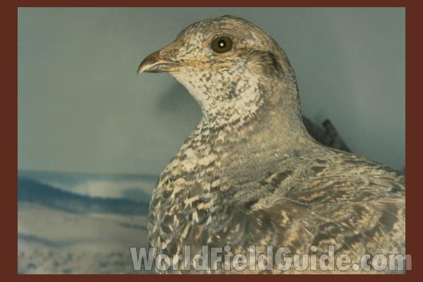 Museum Specimen<br>(Location of Picture: Field Museum of Chicago)