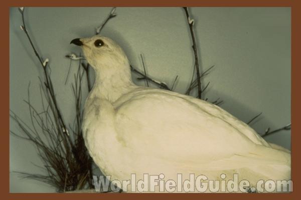 White Winter Form<br>(Location of Picture: Cabelas, Washington, USA, 2009)<br>(Location of Picture: Museum)