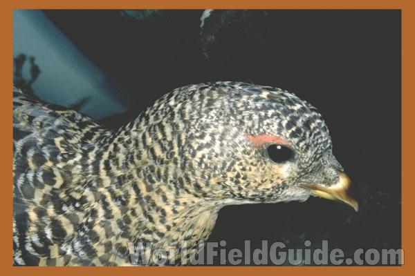 Male in Front Center, Female with Rear View<br>(Origin of the Specimen: Painting)