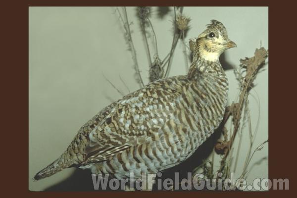 Museum Specimen<br>(Location of Picture: Field Museum of Chicago)