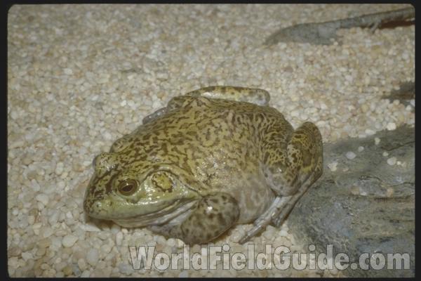 Dorsal View<br>(Location of Picture: Zoo)