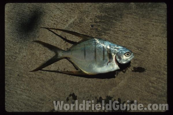 On Sand<br>(Location of Picture: Nicaragua, Pacific Coast)