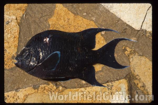 Recent Catch<br>(Location of Picture: Nicaragua, Pacific Coast)