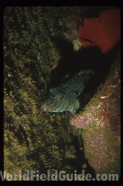 Recent Catch<br>(Location of Picture: Nicaragua, Pacific Side)