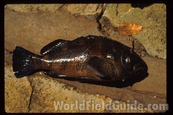 In Habitat<br>(Location of Picture: Playa La Flor, Nov 1993, Nicaragua)