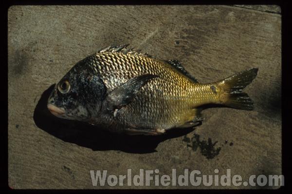 Recent Catch<br>(Location of Picture: Nicaragua, Pacific Coast)