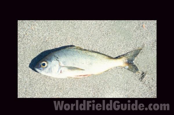 Recent Catch<br>(Location of Picture: Nicaragua, Pacific Coast)