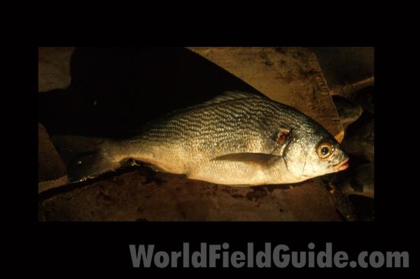 Recent Catch<br>(Location of Picture: Nicaragua, Pacific Coast)