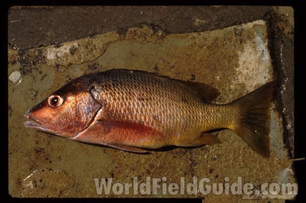 Recent Catch<br>(Location of Picture: Nicaragua, South Pacific Coast)