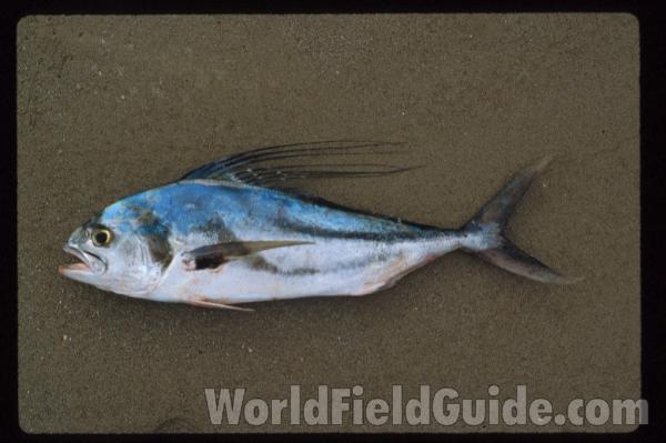 Recent Catch<br>(Location of Picture: Nicaragua, Pacific Coast)