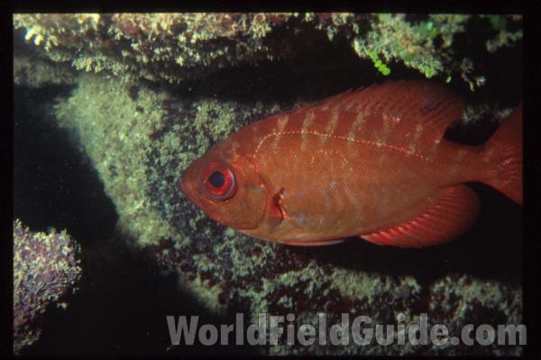 In Habitat<br>(Location of Picture: Corn Island, Nicaragua)<br>(Origin of the Specimen: Nicaragua)