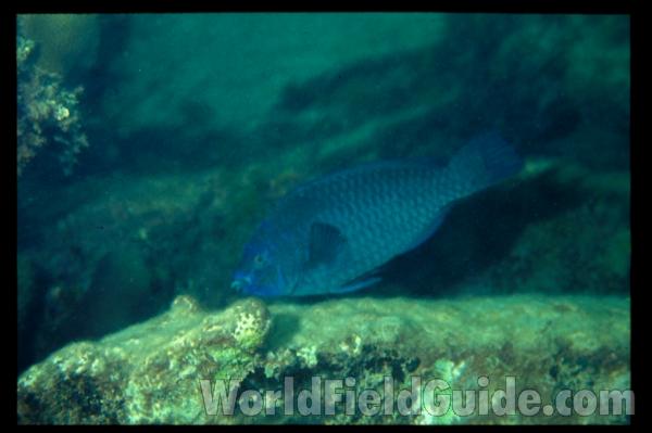 In Habitat<br>(Location of Picture: Corn Island, Nicaraua)