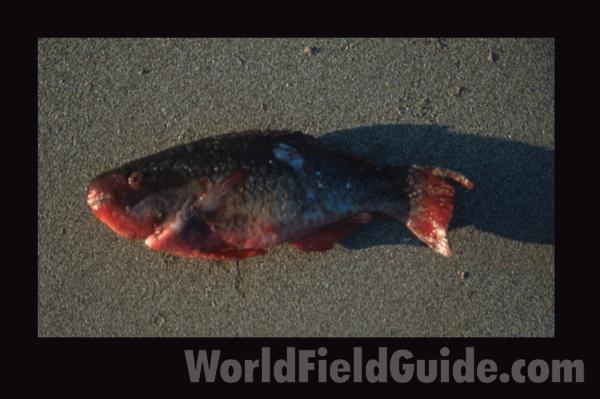 Recent Catch<br>(Location of Picture: Nicaragua, S Pacific Coast)
