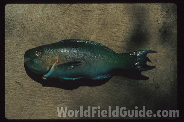 Recent Catch<br>(Location of Picture: Nicaragua, S Pacific Coast)