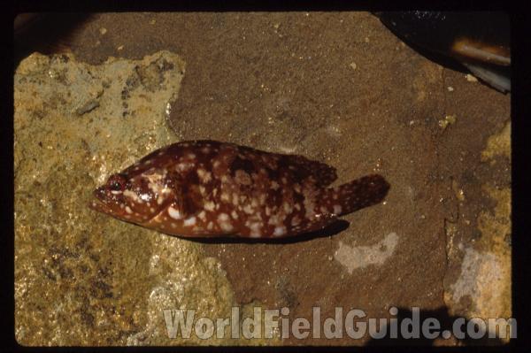 Recent Catch<br>(Location of Picture: Nicaragua,  Western Coast)