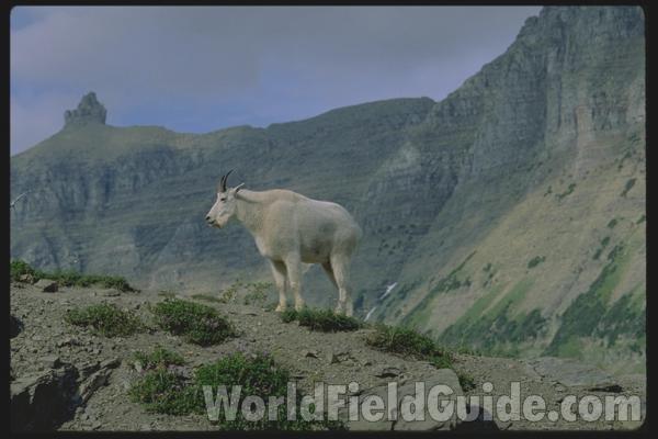 <br>(Location of Picture: Glacier Park, N America)