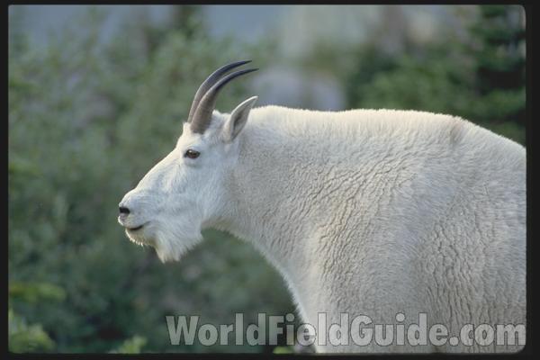<br>(Location of Picture: Glacier Park, N America)<br>(Location of Picture: Glacier Park, N America)