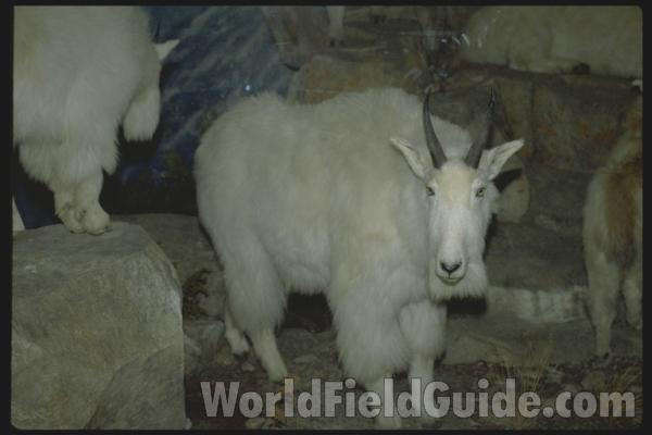 Side View in  Simulated Environment<br>(Location of Picture: Cabelas, Washington, USA, 2009)